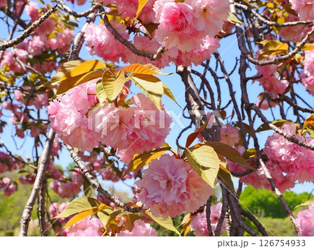 春の八重桜の花びら 126754933