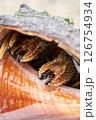 Hermit crab taking refuge in a shell 126754934