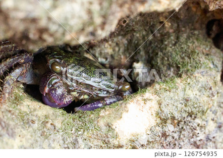 A purple climber crab hiding during low tide 126754935