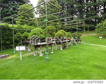 迎賓館赤坂離宮　和風別館　游心亭の盆栽 126755002