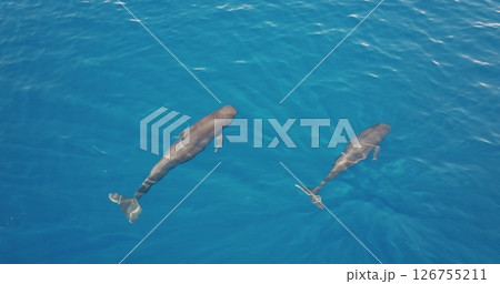 Aerial drone footage captures two pilot whales gracefully navigating clear blue ocean waters, showcasing the beauty and tranquility of marine wildlife. Wild nature sea travel background. Slow motion 126755211