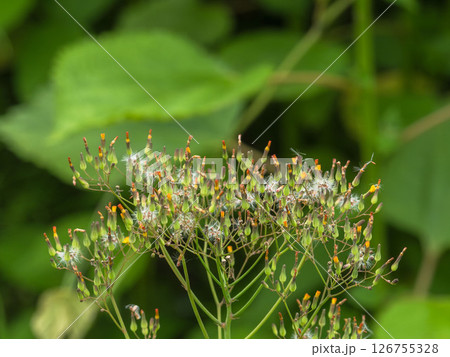 5月の野山 オニタビラコの綿毛 01 126755328