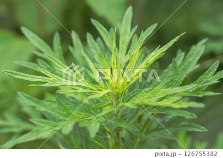 オウシュウヨモギ　 5月の野山03 126755382