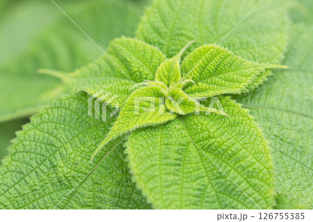 オウシュウヨモギ 5月の野山01 オウシュウヨモギ 5月の野山01 126755385