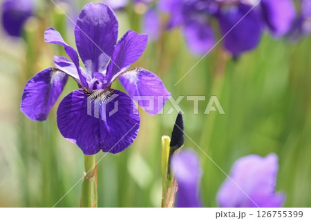 初夏　ふんわり咲く美しいアヤメ　 126755399