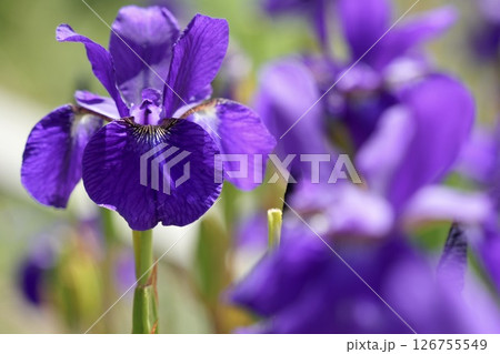初夏 ふんわり咲く美しいアヤメ 初夏 ふんわり咲く美しいアヤメ 126755549