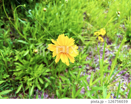 野に咲くオオキンケイギク 126756039