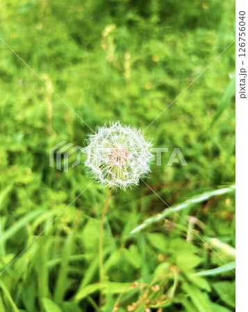 綿毛になったタンポポ 126756040