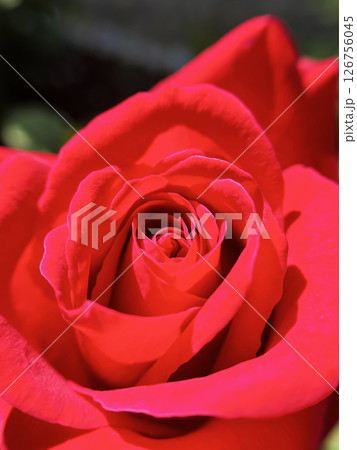 真っ赤なバラ 真っ赤なバラ 126756045