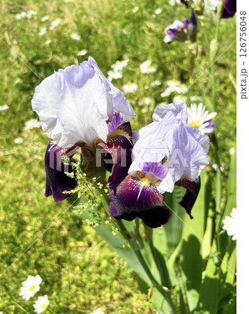 草むらに咲くジャーマンアイリス 126756048