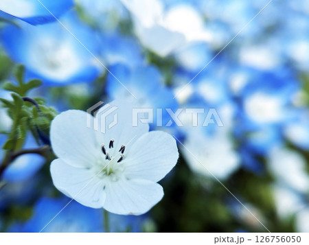 青色のネモフィラ 126756050