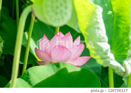葉陰に咲く清らかな蓮の花 葉陰に咲く清らかな蓮の花 126756327
