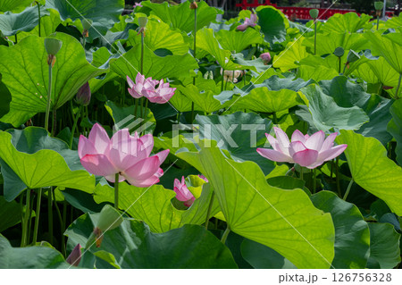 夏空の下に咲き誇る蓮の群生 夏空の下に咲き誇る蓮の群生 126756328