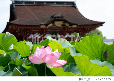 蓮と歴史的建築が織りなす日本の夏景色 126756329