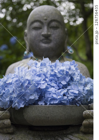 紫陽花てんこ盛り 126756435