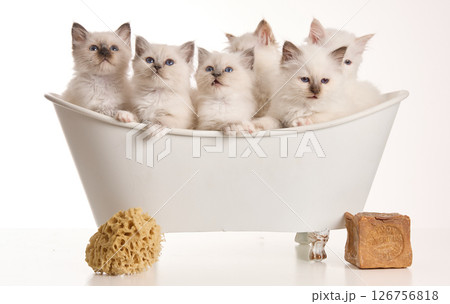 Group of adorable sacred Birman kittens in a bathtub 126756818