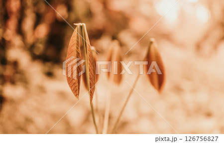 brown leaves in sunrise spring nature background brown leaves in sunrise spring nature background 126756827