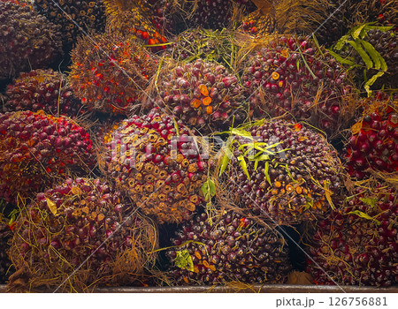 Ripe palm fruits are harvested and ready for sale. 126756881