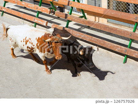 running of the bulls at street fest in Spain running of the bulls at street fest in Spain 126757026
