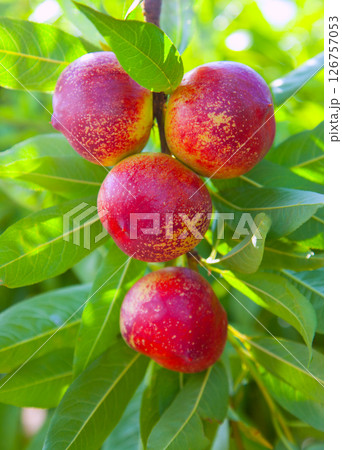 nectarine fruits on a tree with red color nectarine fruits on a tree with red color 126757053