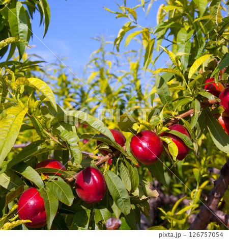 nectarine fruits on a tree with red color nectarine fruits on a tree with red color 126757054