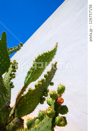chumbera nopal prickly pear fruits chumbera nopal prickly pear fruits 126757156