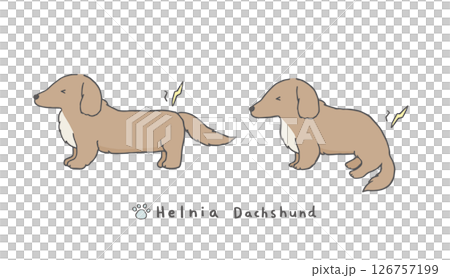 臘腸犬感覺疝氣疼痛 126757199
