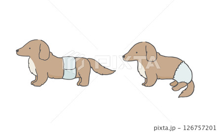 おむつを着用しているダックスフンド 犬 ヘルニア おむつを着用しているダックスフンド 犬 ヘルニア 126757201