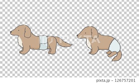 おむつを着用しているダックスフンド 犬 ヘルニア おむつを着用しているダックスフンド 犬 ヘルニア 126757201