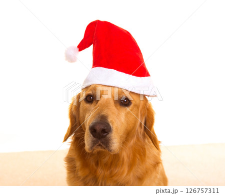 Golden retriever dog with chirstmas santa red hat 126757311