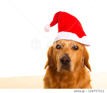 Golden retriever dog with chirstmas santa red hat 126757312