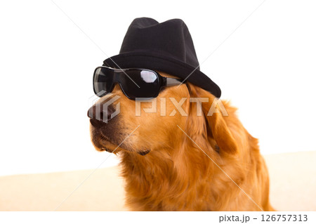 Dog as mafia gangster with black hat and sunglasses 126757313