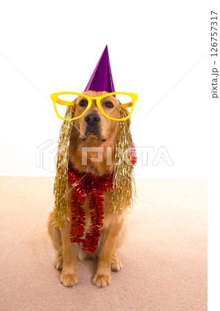 Dog party dressed  purple hat and glasses 126757317