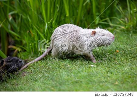 A rare white nutria or coypu (Myocastor coypus) stands on the bank of a pond 126757349