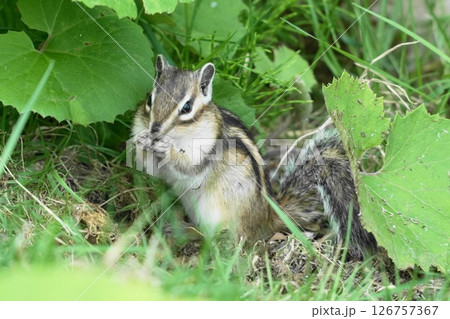 草むらで何かを食べているエゾシマリス 草むらで何かを食べているエゾシマリス 126757367