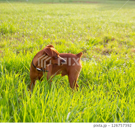 brown Dog mini pinscher in a green meadow 126757392