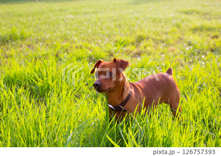 brown Dog mini pinscher in a green meadow brown Dog mini pinscher in a green meadow 126757393