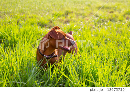 brown Dog mini pinscher in a green meadow brown Dog mini pinscher in a green meadow 126757394