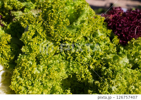 endive lettuce vegetables green and purple 126757407