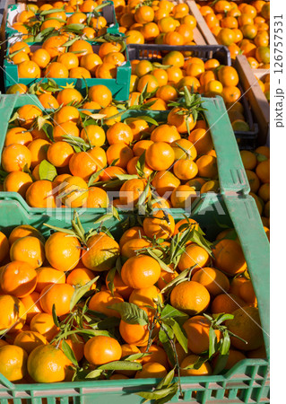 Orange tangerine fruits in harvest in a row baskets 126757531