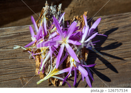 saffron flower in purple and yellow colors 126757534