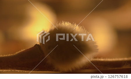 Softness of evening light on a part of a willow branch 126757618