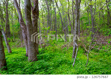Jungle forest park in Texas outdoor Jungle forest park in Texas outdoor 126757687
