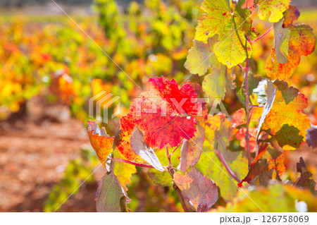 autumn colorful golden red vineyard leaves 126758069