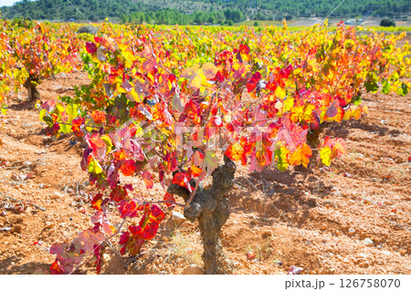 autumn colorful golden red vineyard leaves autumn colorful golden red vineyard leaves 126758070