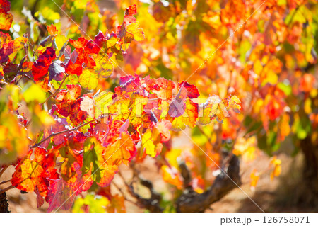 autumn colorful golden red vineyard leaves 126758071