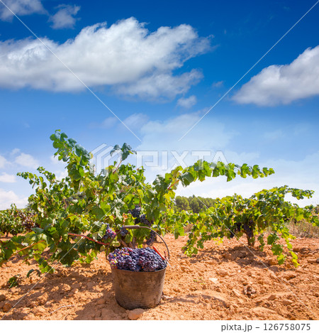 bobal harvesting with wine grapes harvest bobal harvesting with wine grapes harvest 126758075