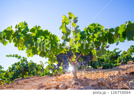 Bobal Wine grapes in vineyard raw ready for harvest Bobal Wine grapes in vineyard raw ready for harvest 126758084