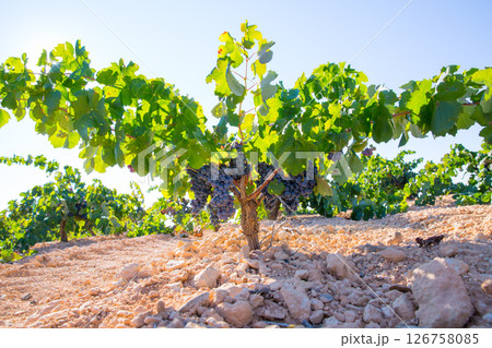 Bobal Wine grapes in vineyard raw ready for harvest 126758085