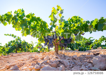 Bobal Wine grapes in vineyard raw ready for harvest 126758086